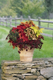 Coleus