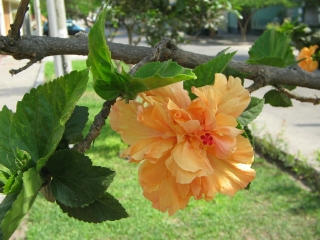 Hibiscus