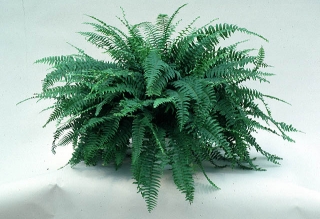 Fern